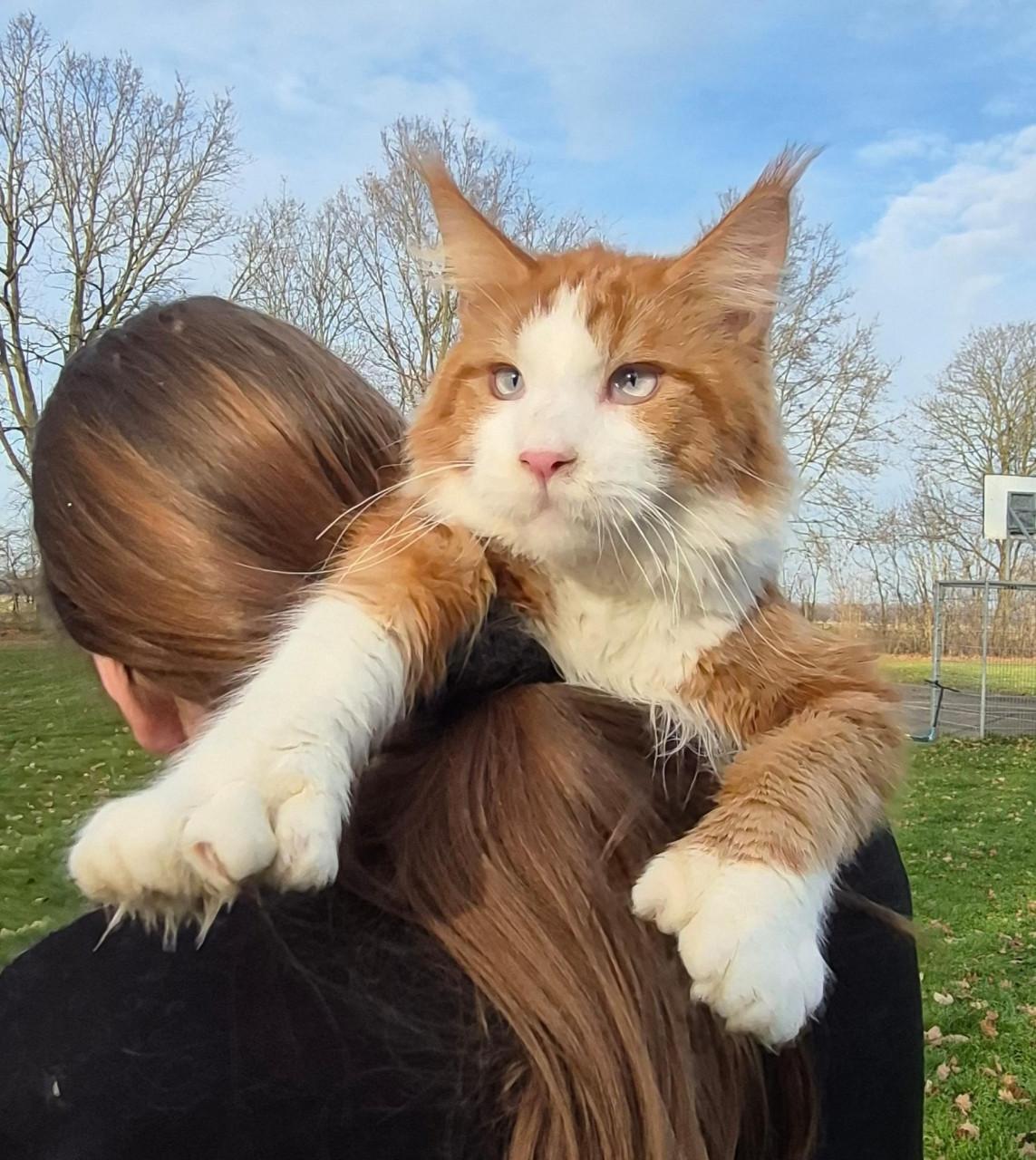 Maine coon dekkater, blauw oog, polydactyl(ntk)