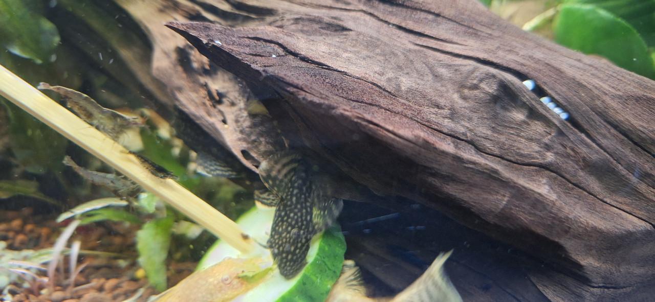 Ancistrus
