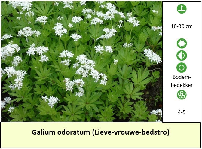 Opzoek naar betaalbare planten ? In ons plantenkraampje € 1,25 p/st.