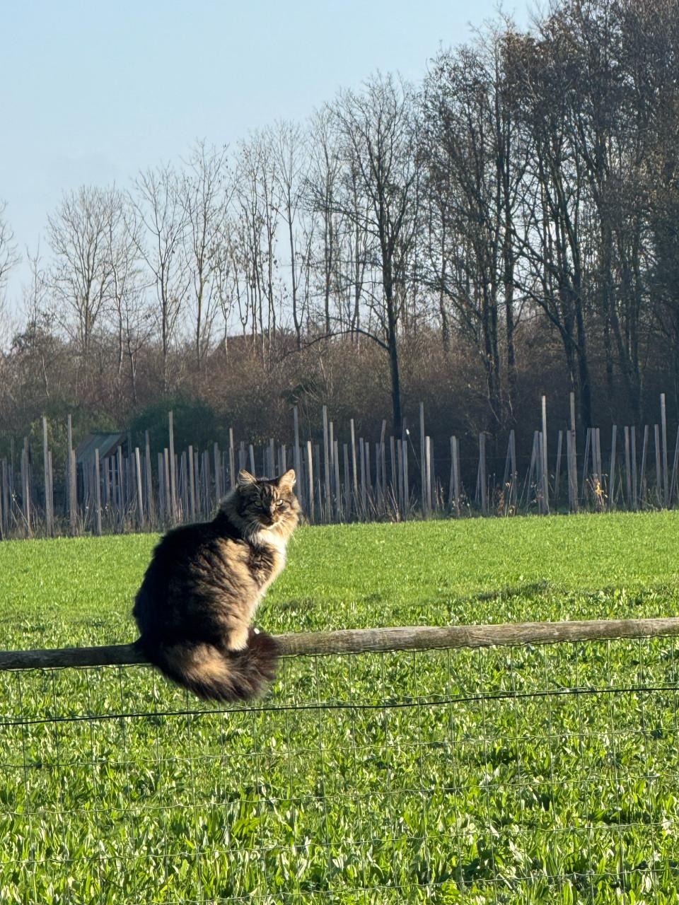 Prachtige buitenkat Bikkel zoekt een nieuw, liefdevol thuis .