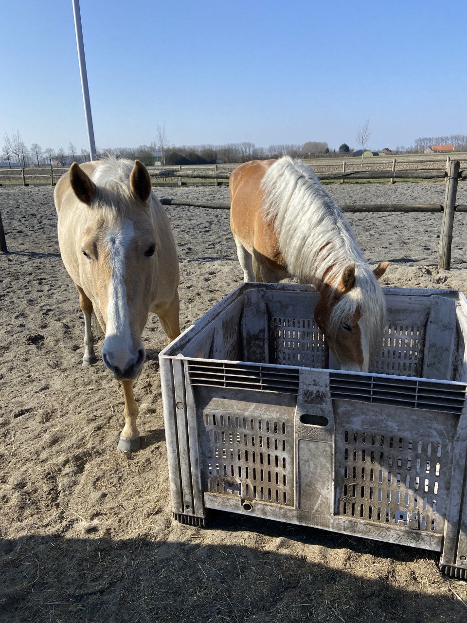 5- jarige Palomino PRE merrie