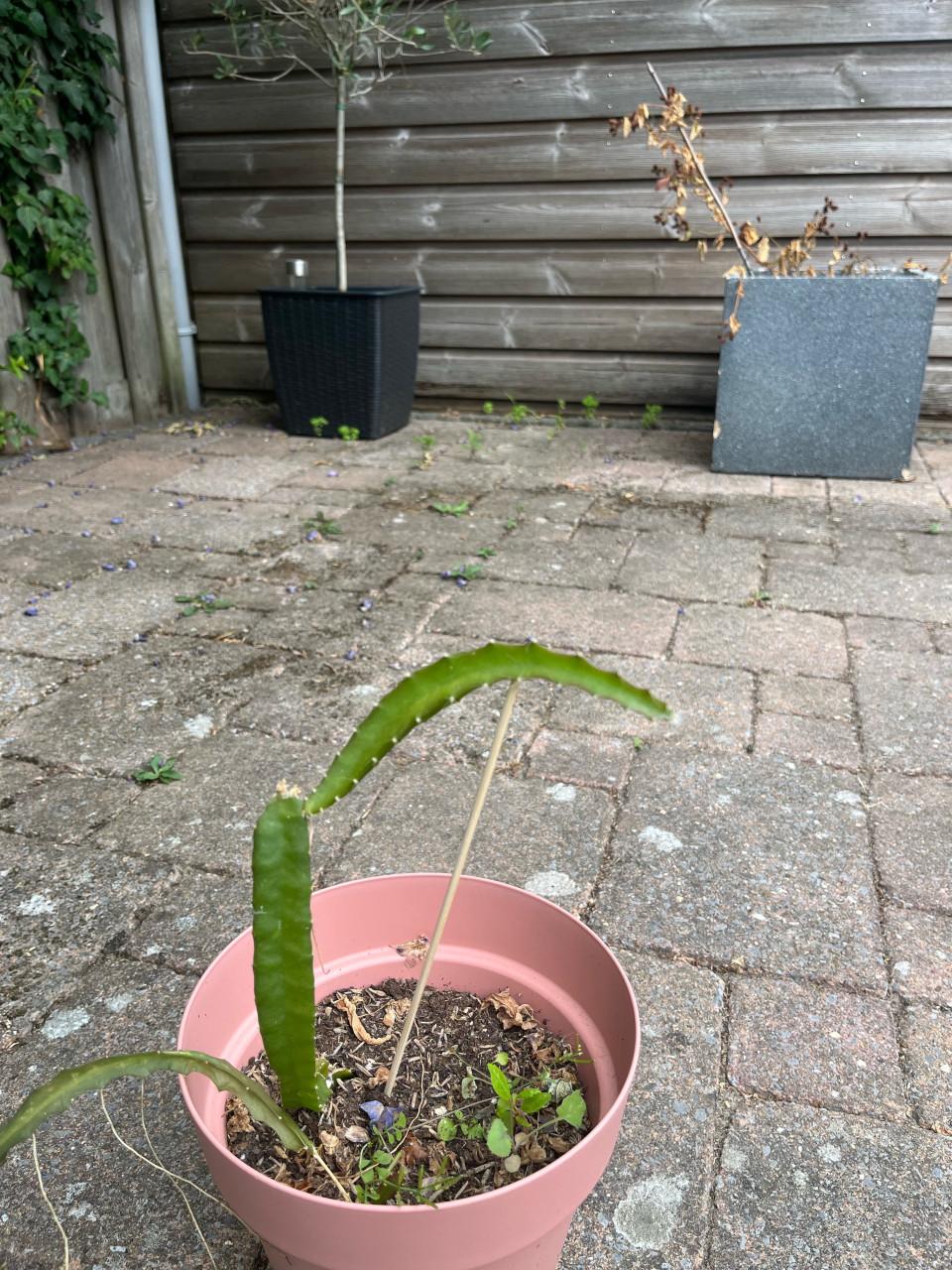 Gewortelde Gele Dragon Fruit (Pitaya) Cactus 30-40cm met pot