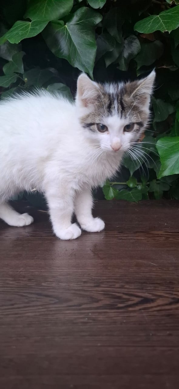 Kittens en/of mamapoes