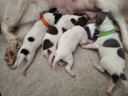 Chihuahua pups te koop