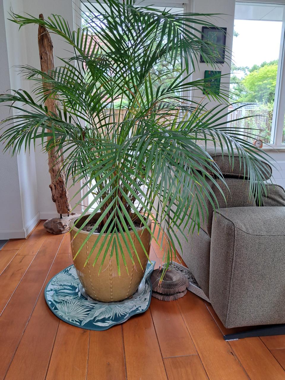 Grote kamer plant (GERESERVEERD)