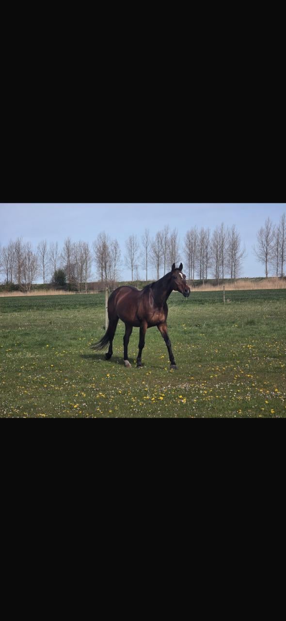 Paard zoekt huis❤️