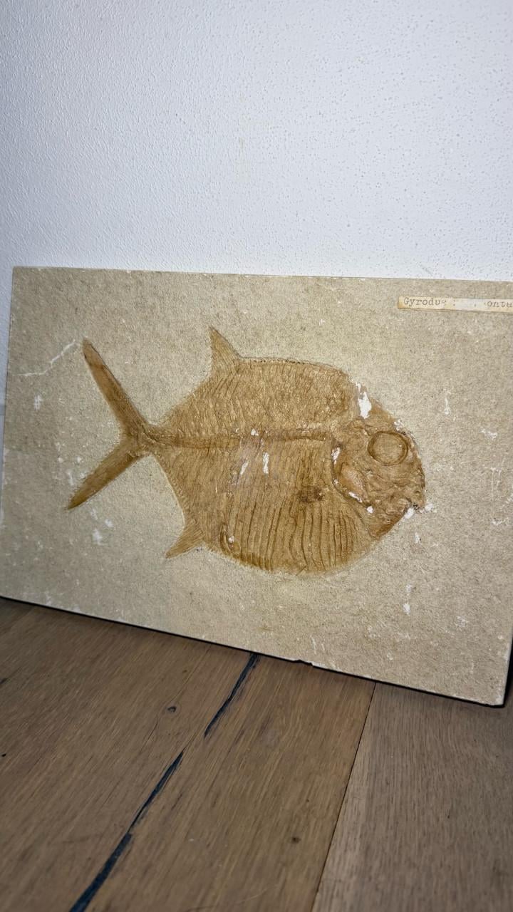 Fossiel vis Gyrodus