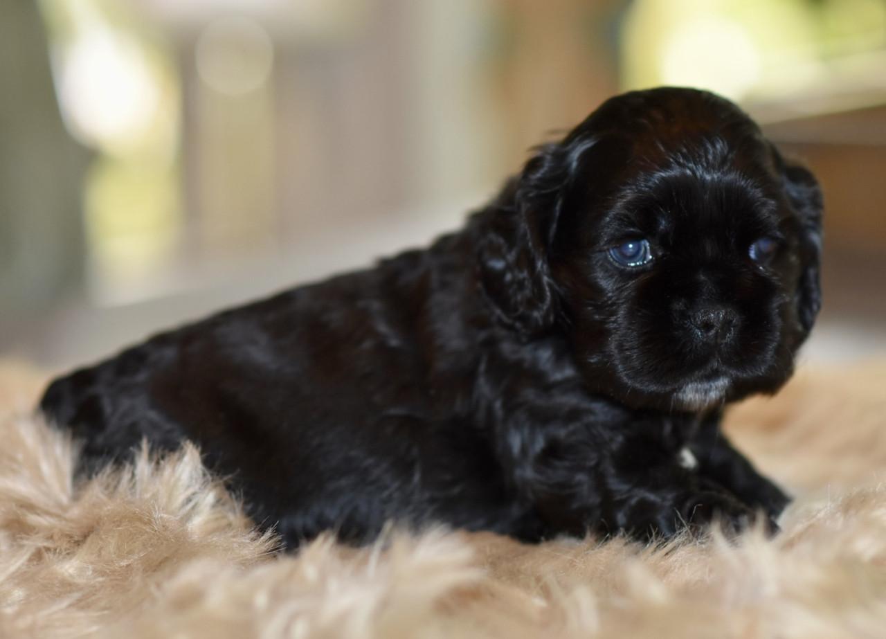 Amerikaanse Cockerspaniël puppen