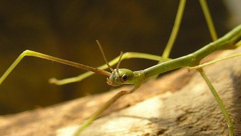Terrariumbakken en wandelende takken