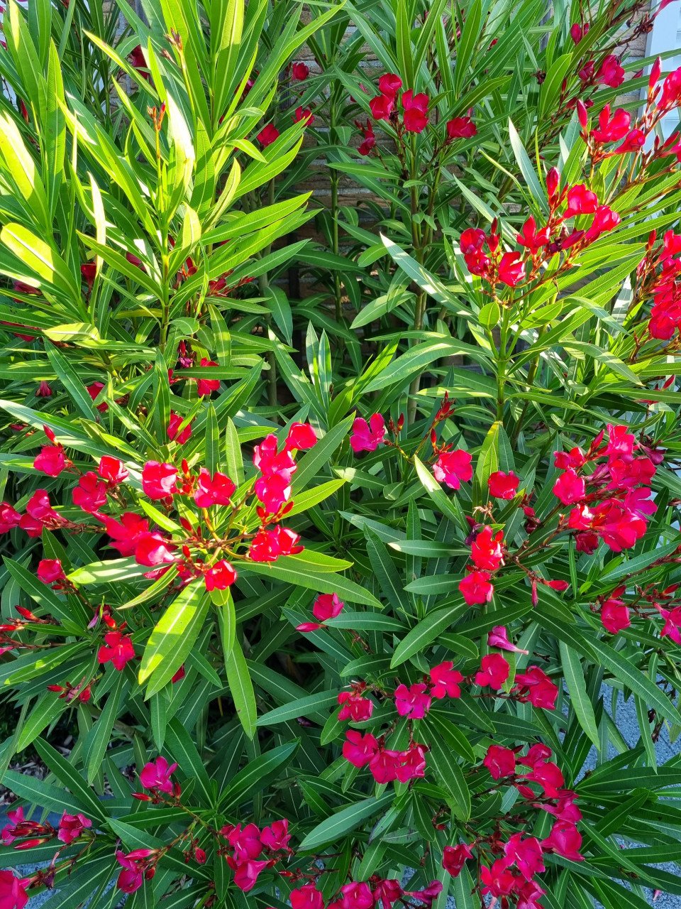 Zelf zaaien? Oleander / artisjok / lupine