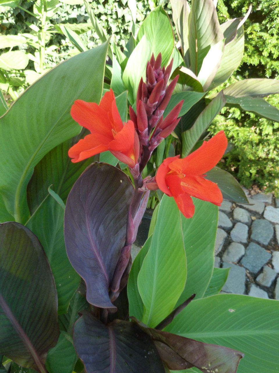 BLOEIENDE CANNA