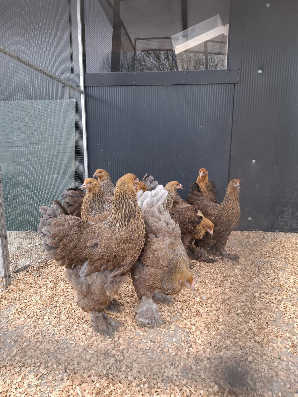 Jonge brahma hennen, verschillende kleuren