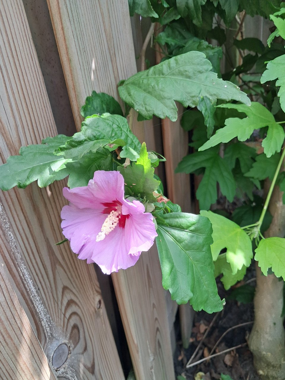 Hibiscus zaailingen 40 cm