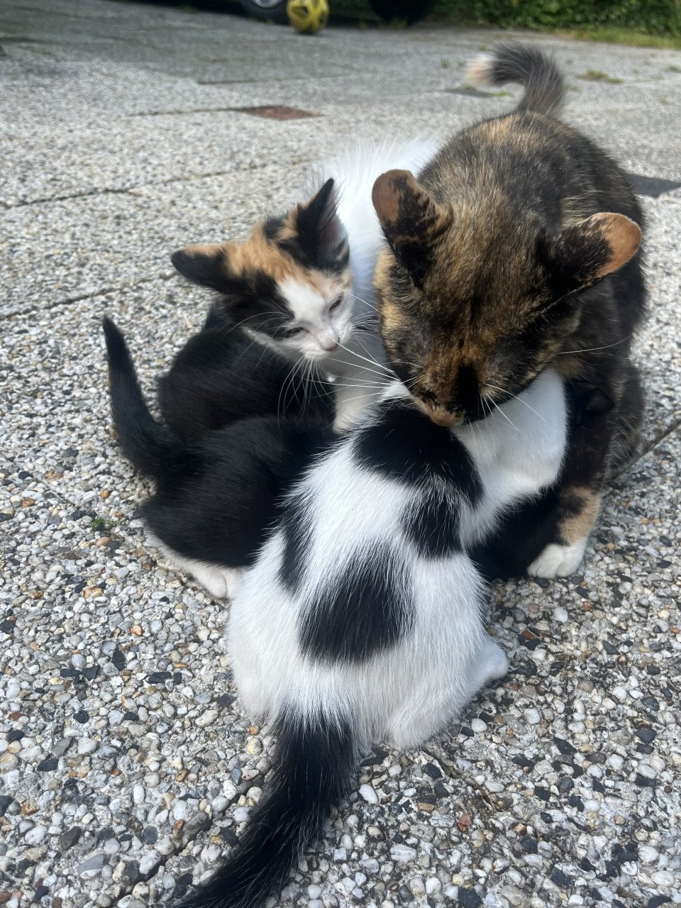 Nog 4 leuke lieve kittens te koop van 12 weken oud