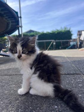 Relaxte kittens te koop