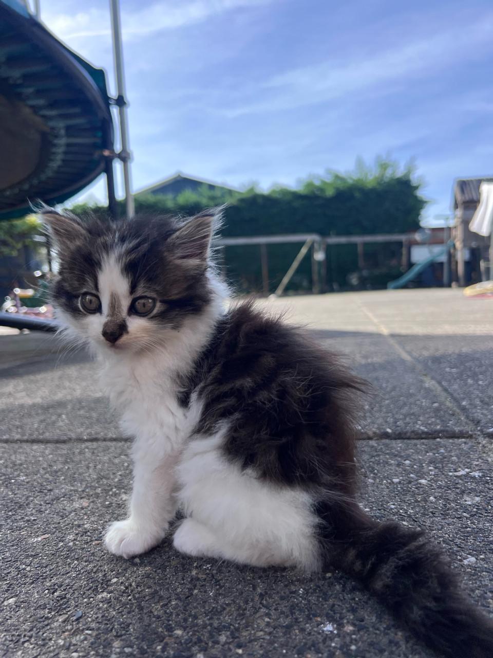 Relaxte kittens te koop