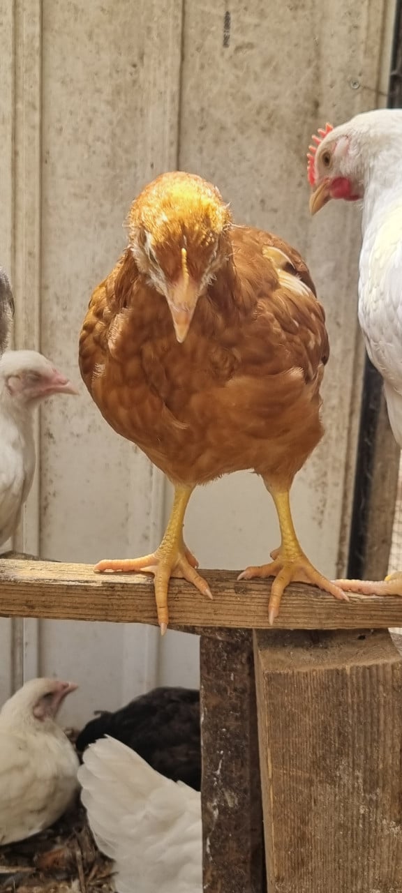 Hen kuikens 12 wkn