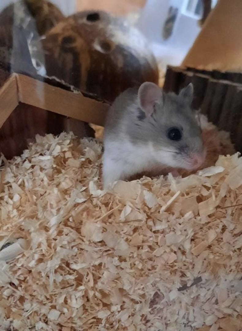 Hamster met hok en accessoires