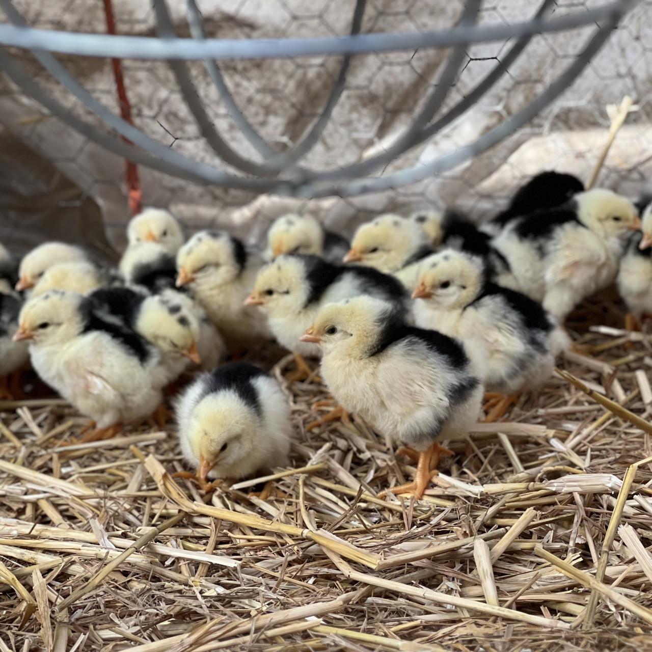 Broedeieren te koop van Bonte Leghorn