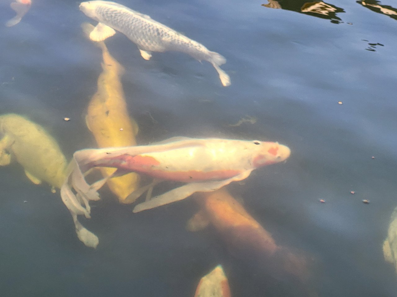 Koi's verkoop