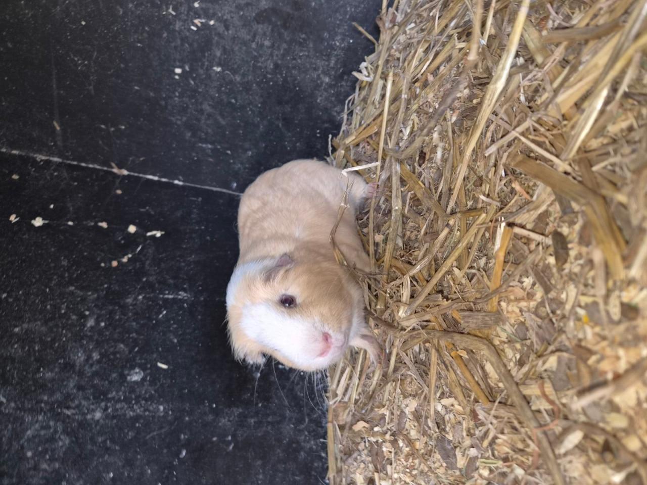 Cavia beetjes 1 jaar oud