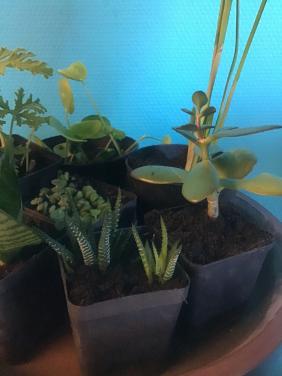 Kamerplantjes