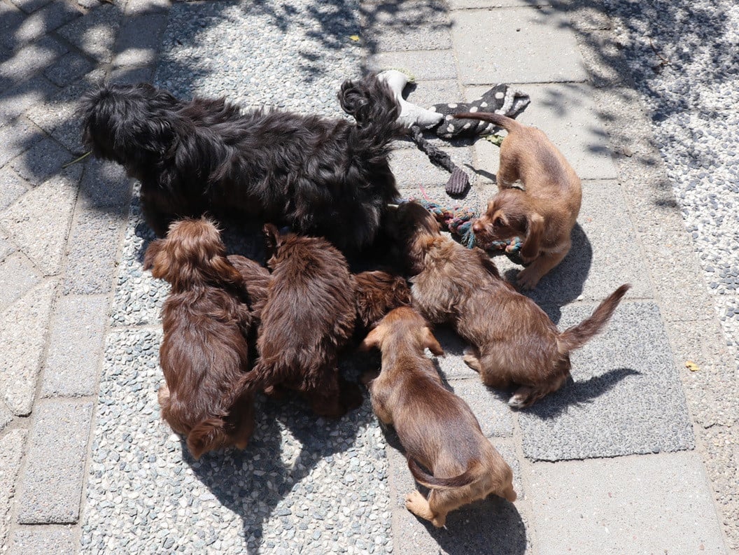 Kruising Shih tzu pups bruin-choco bruin