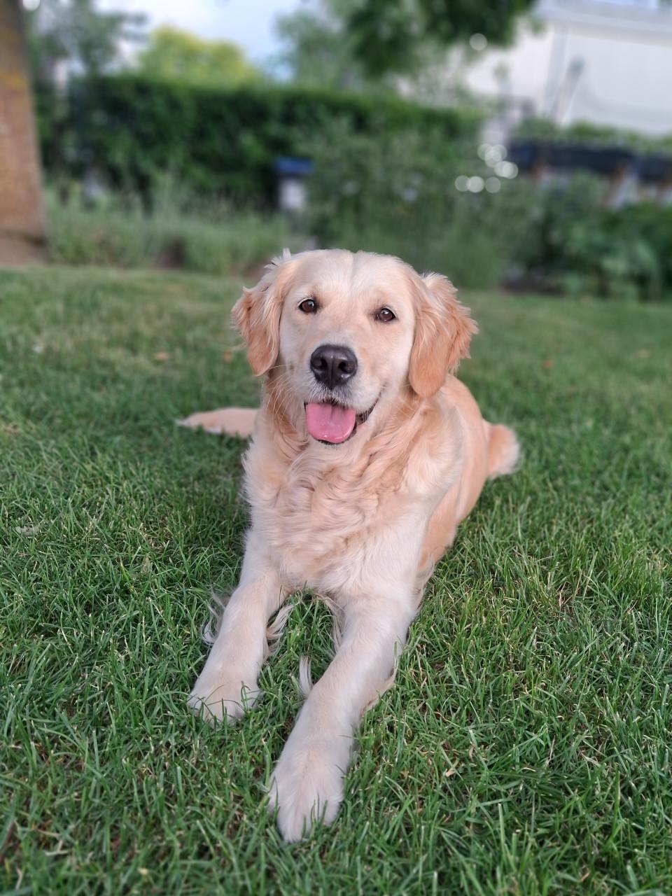 Gezocht dekreu, golden retriever