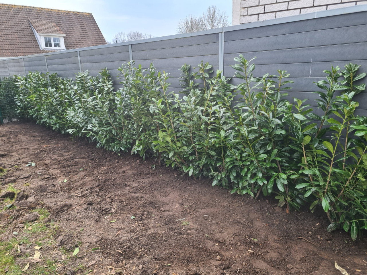 Laurierhaag - Prunus Novita in alle hoogtes