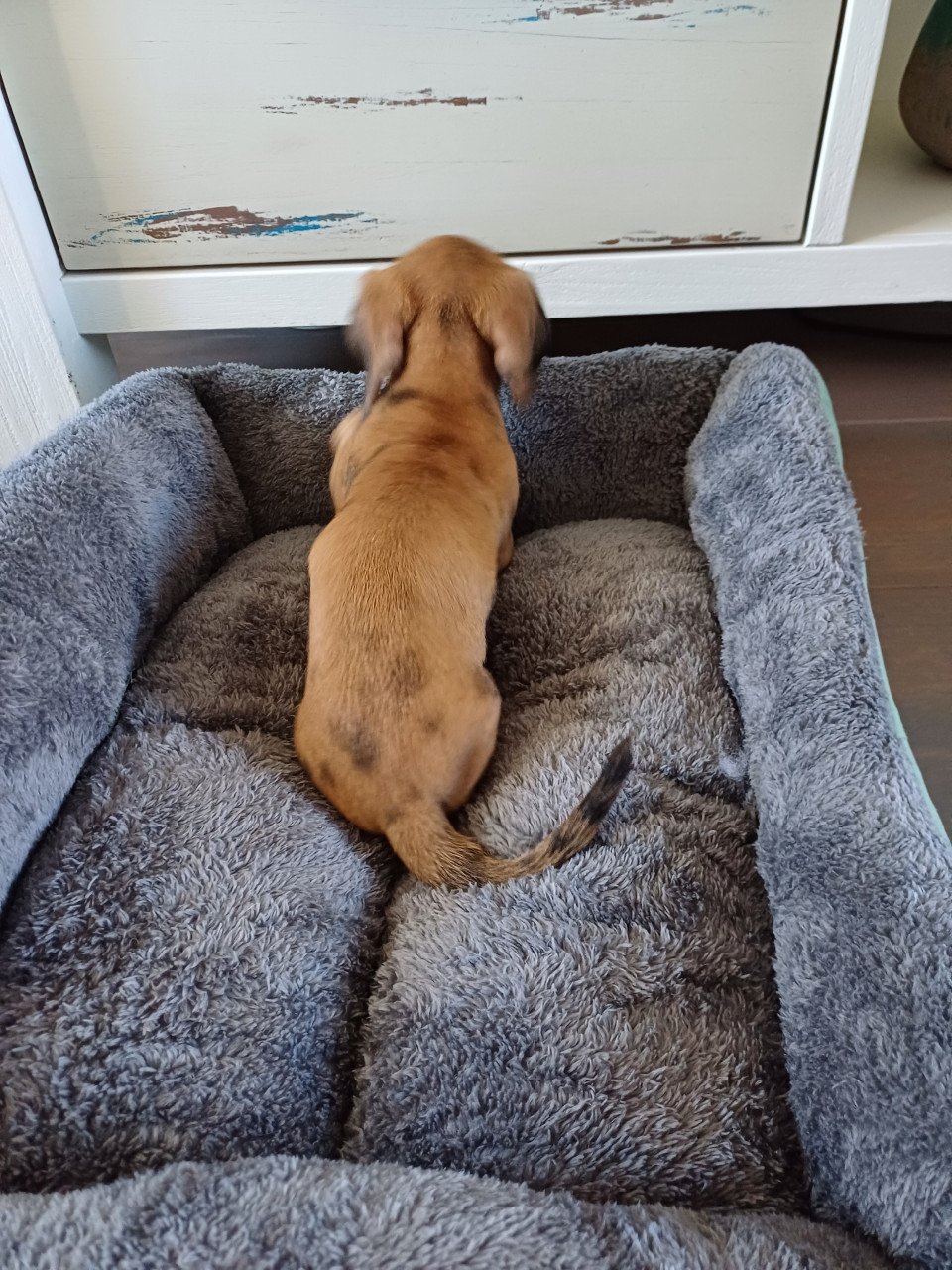 Super vrolijke Dwerg Teckel pups