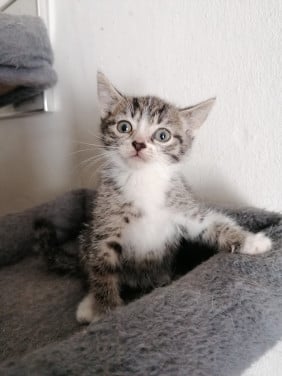 5 kittens