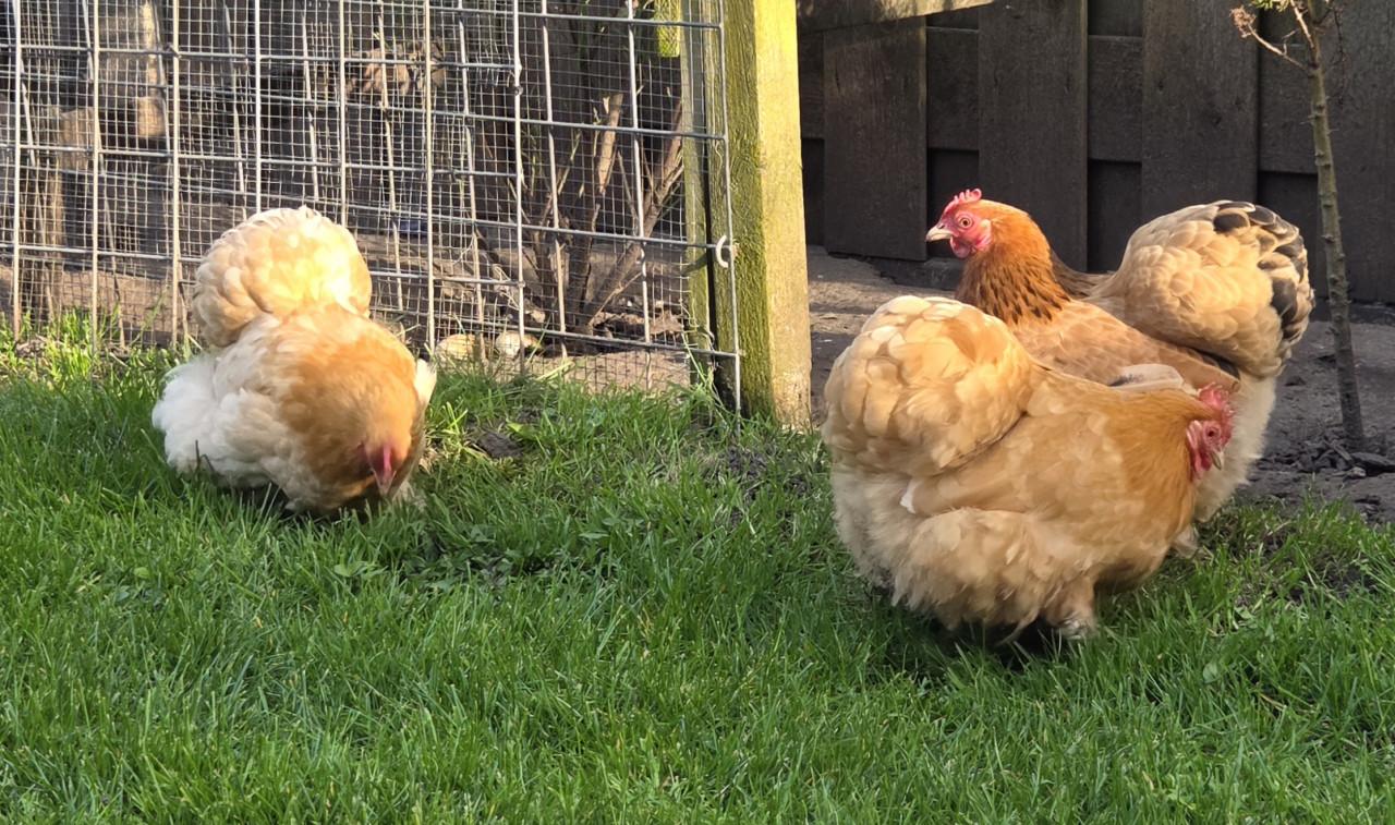 3 hen cochin kriel buff kleur