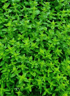 Stekjes Oregano of wilde Marjolein (Origanum Majorana)