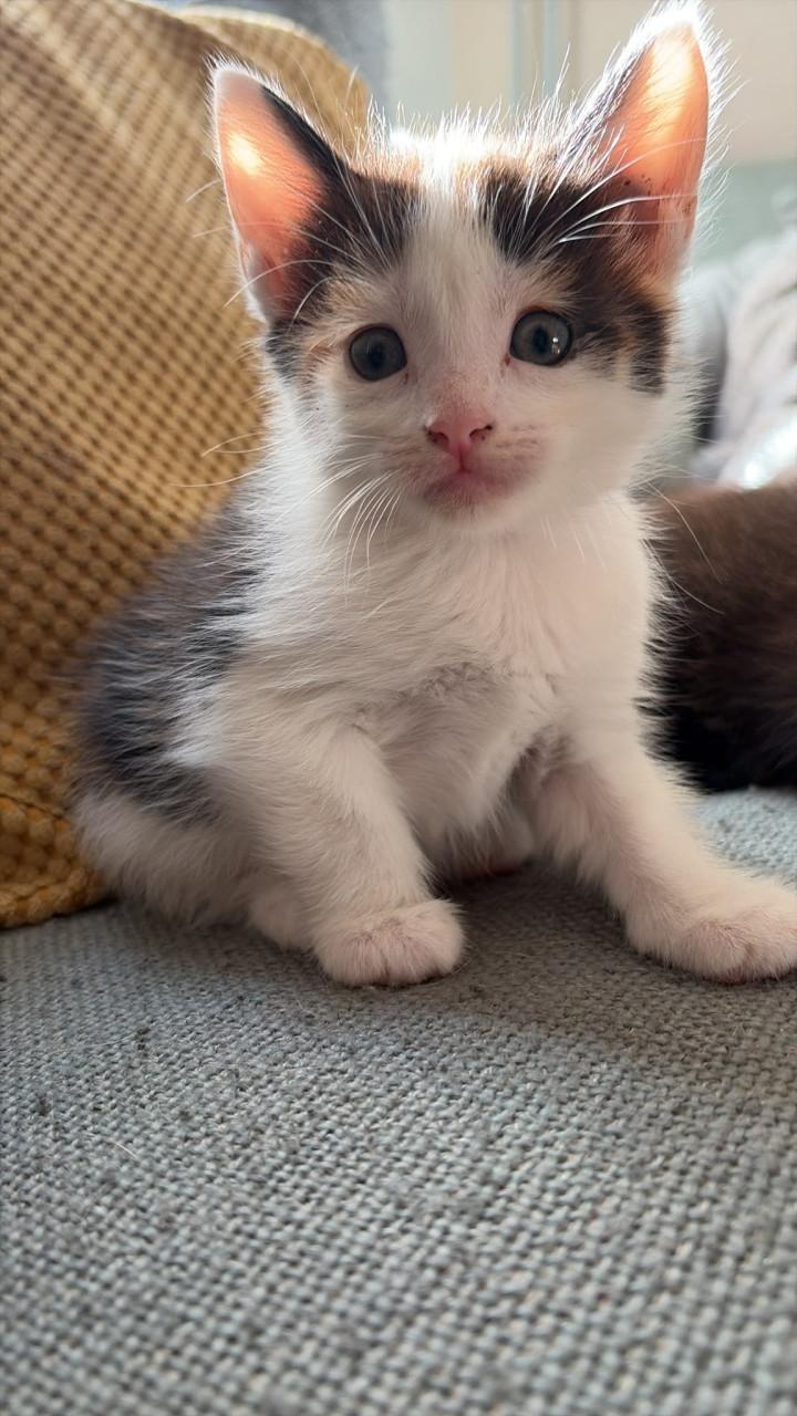 Kittens maine coone kruising