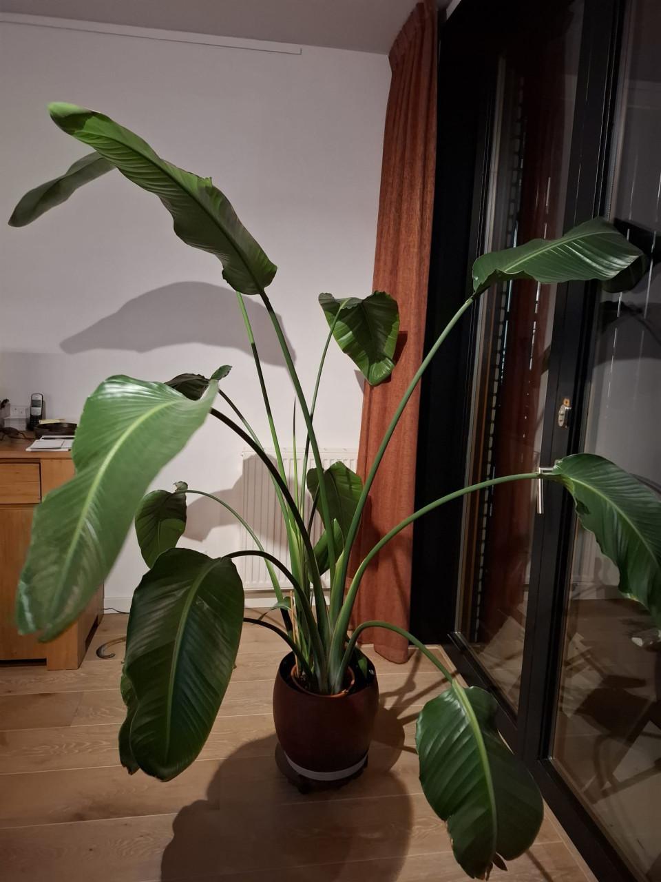 Gereserveerd Kamerplanten