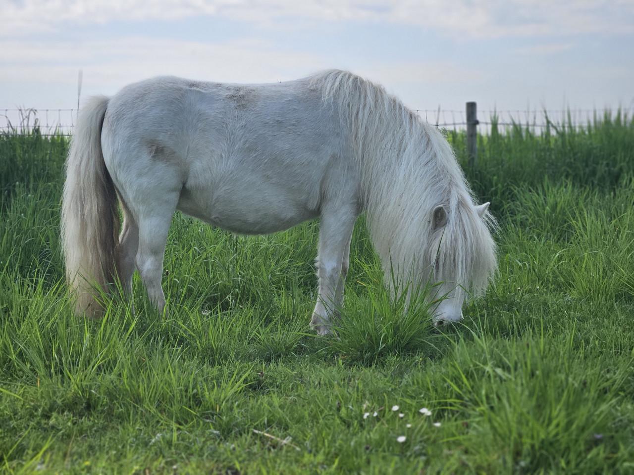 Prachtige appaloosa mini-paardjes
