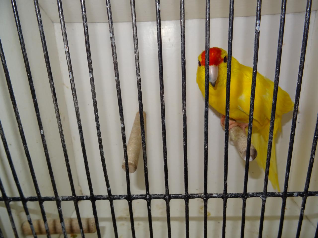 Te koop broedrijpe gele kakarikie Man !!