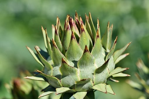 Biologisch moes tuinieren in Middelburg