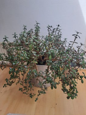 Grote grasula en 3 kleinere planten.