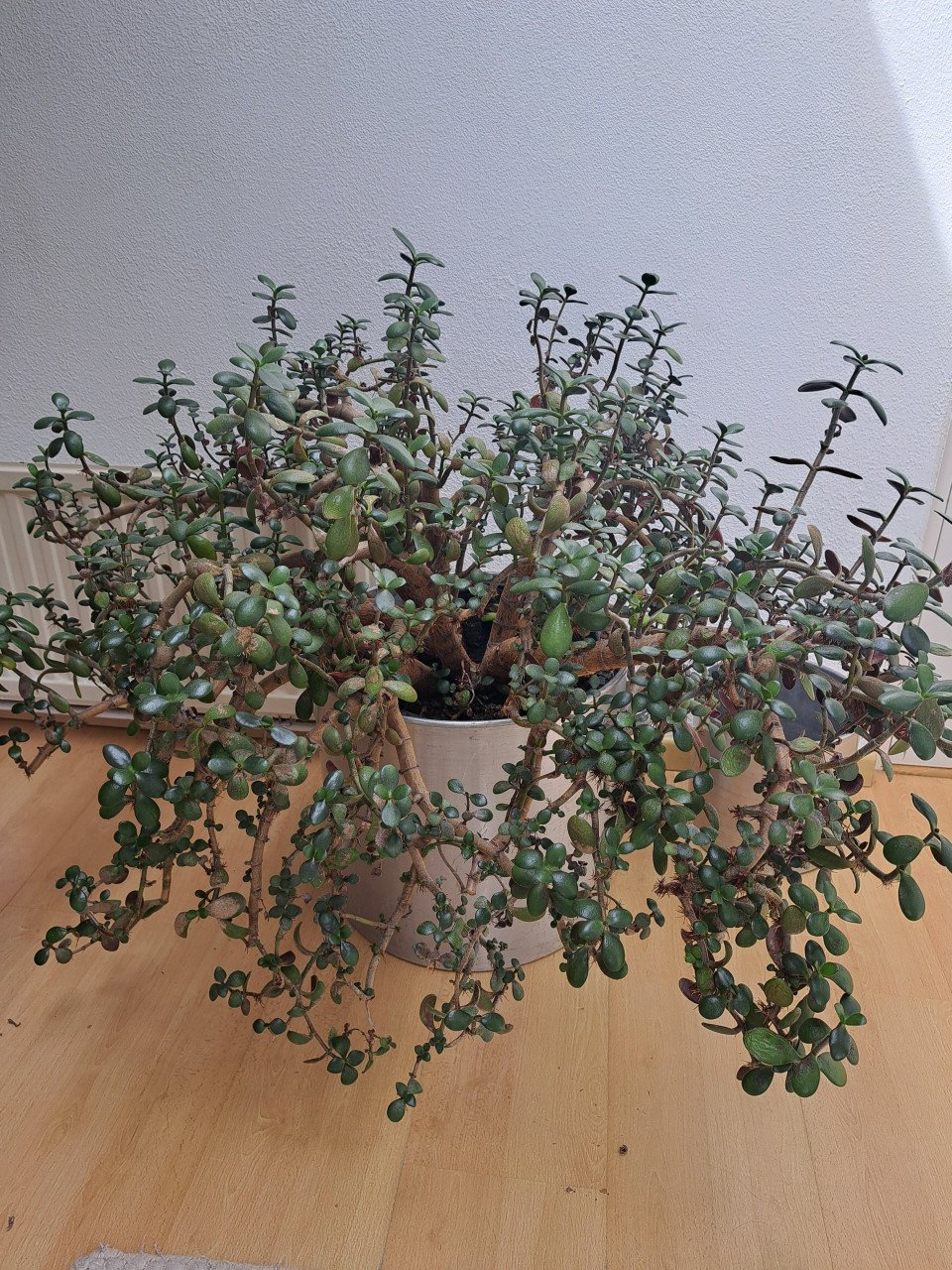 Grote grasula en 3 kleinere planten.