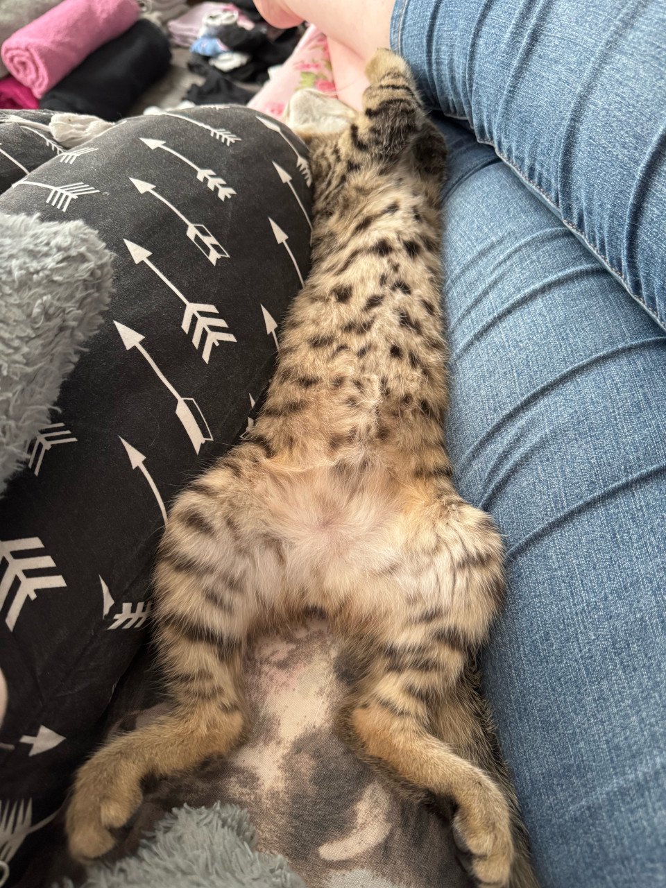 2 lieve kittens