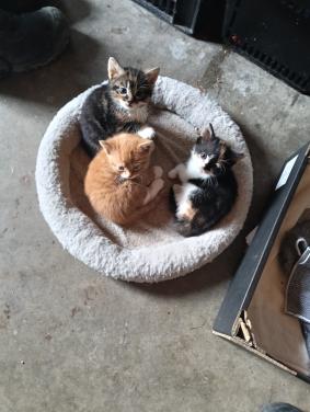Twee kittens
