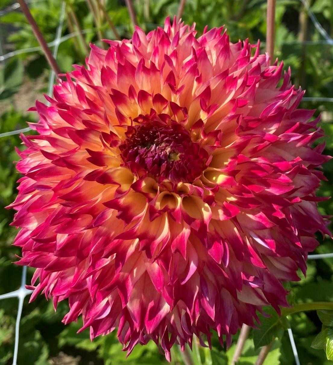 Dahlia's nog in vele soorten en kleuren, prijzen vanaf