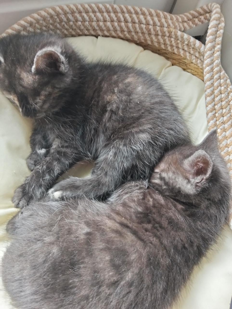 Kittens