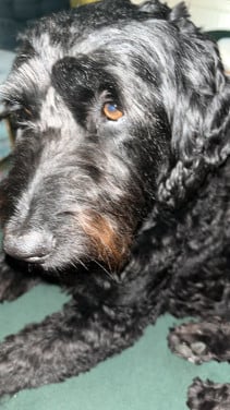 Hulp met honden uitlaten in de ochtend