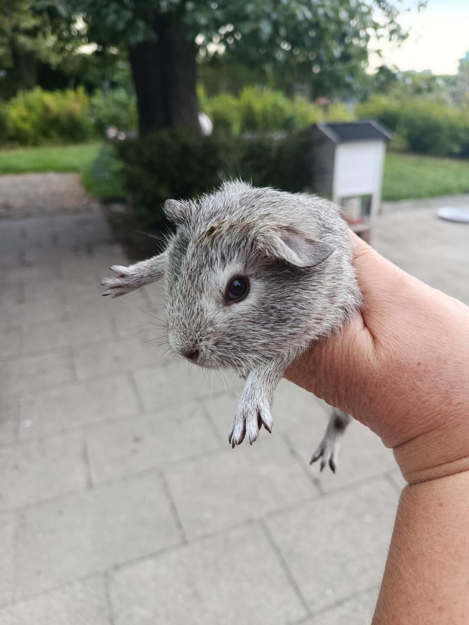 Cavia's te koop