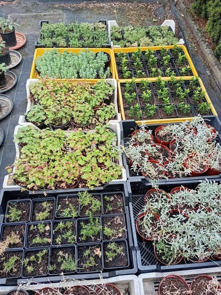 Geel/oranje vlinderstruikjes en witte pluimhortensia's