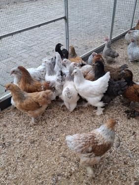 Brahma groot diverse kleuren