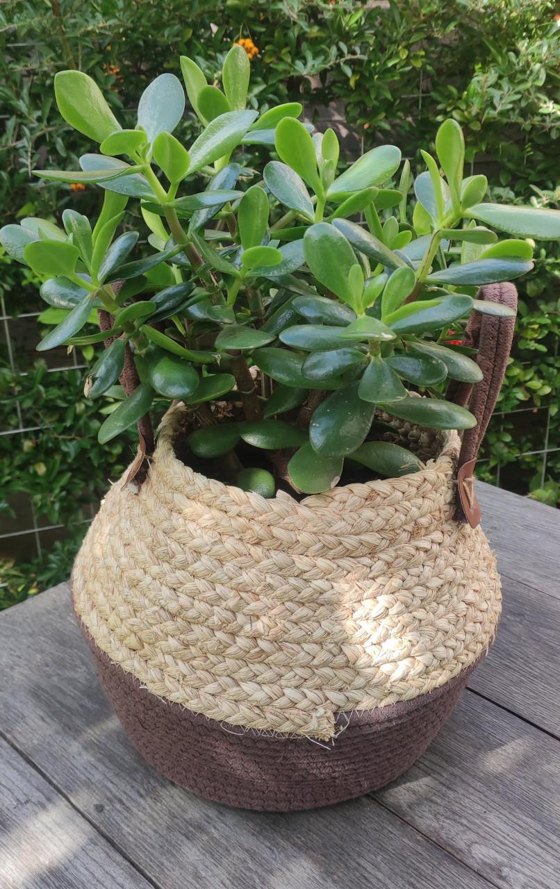 ( kamerplant) Crassula ovata /  jadeplant of geldplant