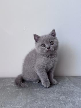 Te koop lieve Britse korthaar katertje